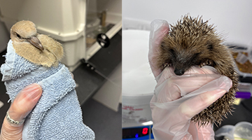 Student placement at Secret World Wildlife Rescue: Saving the world via hedgehogs