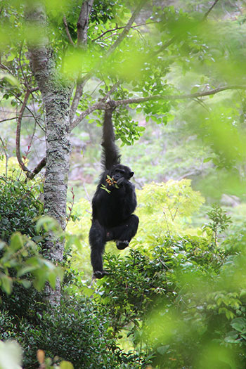 A chimp hanging from a branch by one arm