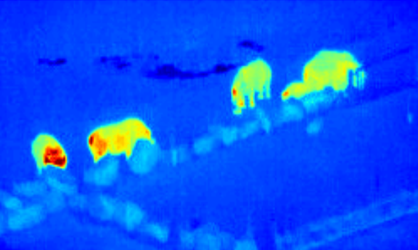 Herd of Rhinos viewed through a thermal imager