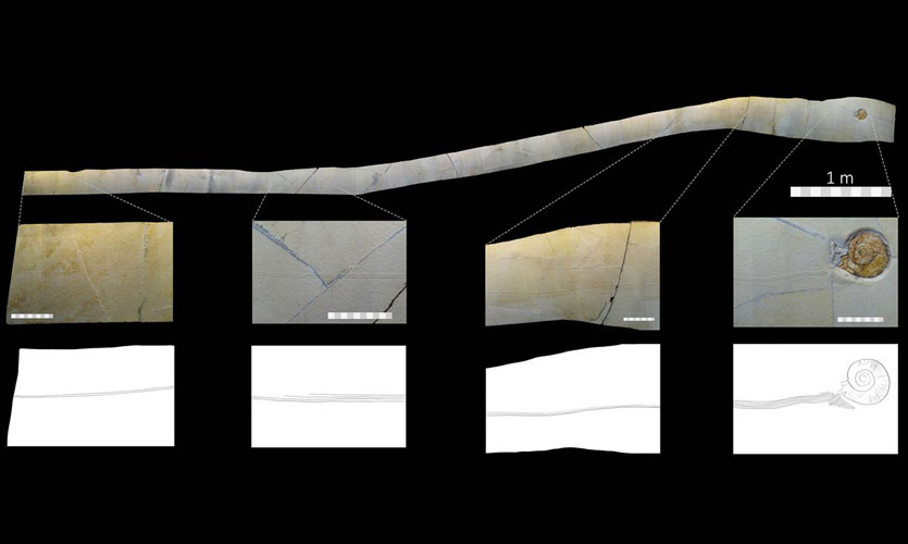 A composite image of the fossil and drag mark