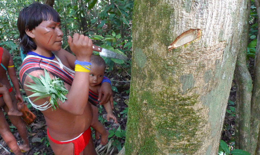 A Yanomami woman cultivates a medicinal tree