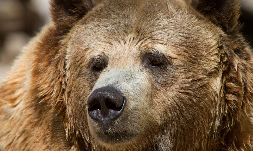 Close-up of a brown bear