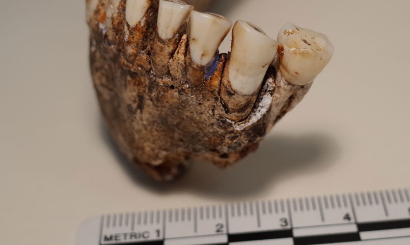 Homo naledi jawbone with ruler for scale