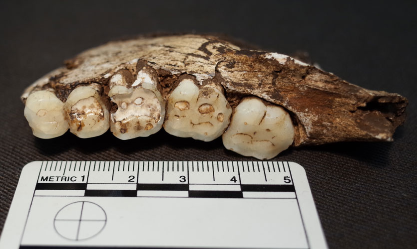 Homo naledi jawbone and teeth with ruler for scale