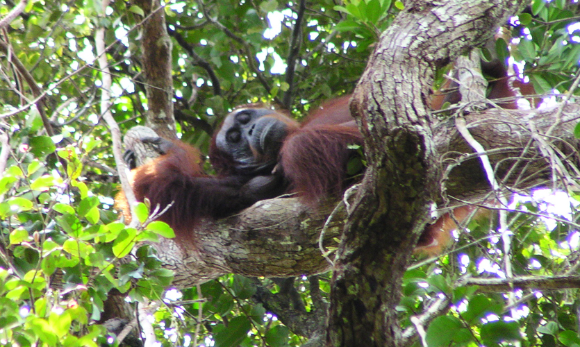 A Bornean orangutan asleep in a tree