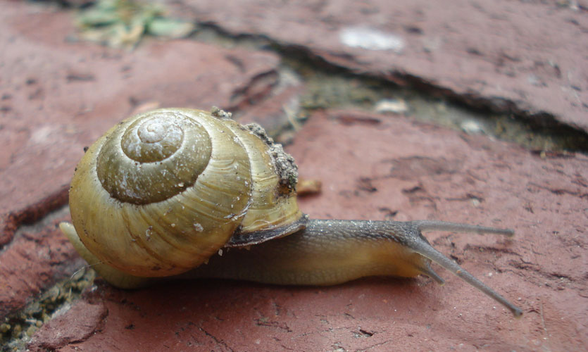 Snail on a brick pavement