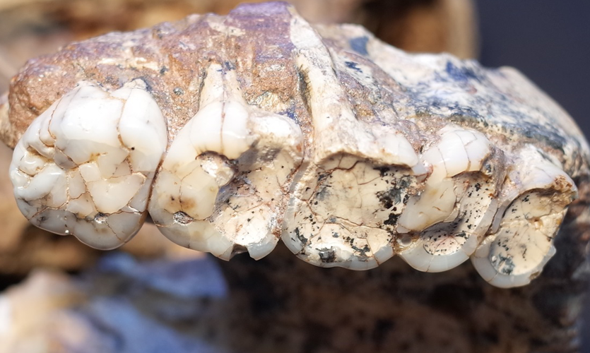Close-up of part of a fossilised upper jawbone from Paranthropus robustus
