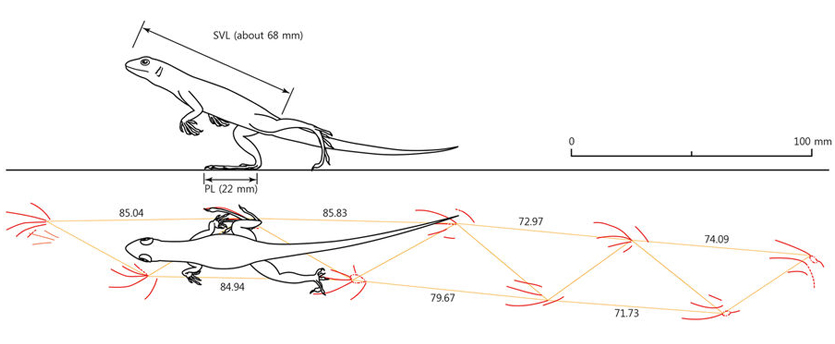 A diagram illustrating a lizard walking bipedally