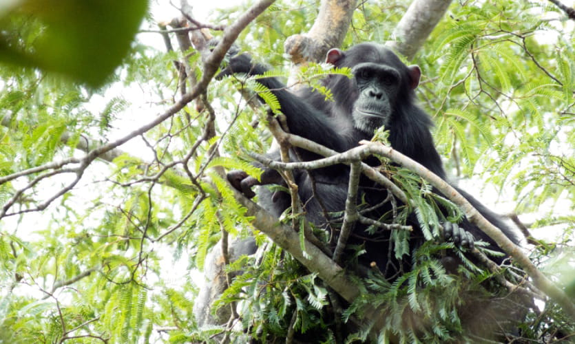 A chimpanzee high in a tree