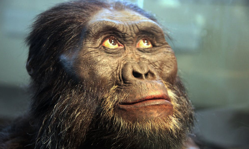 A model of our ancestor Australopithecus
