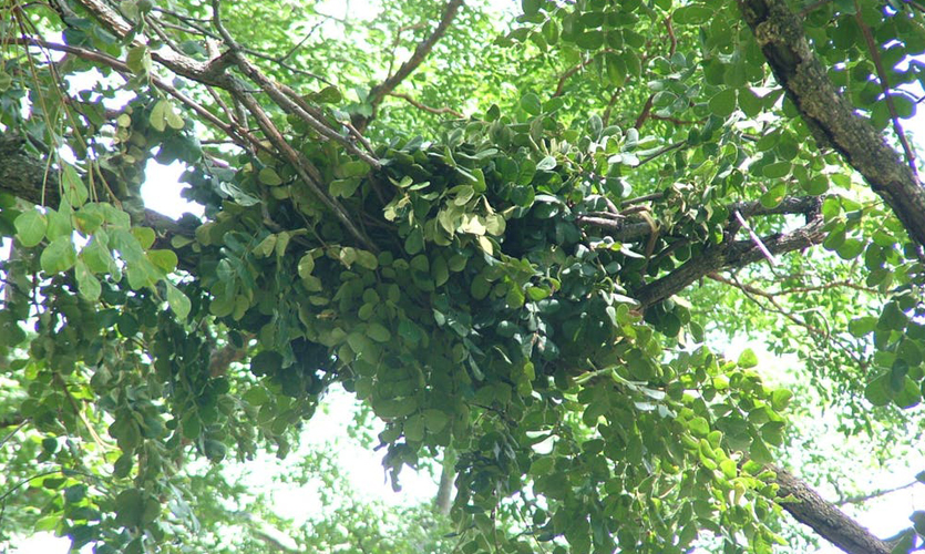 A chimpanzee nest high in a tree