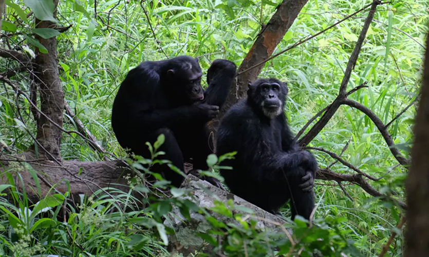 A group of chimpanzees in the jungle
