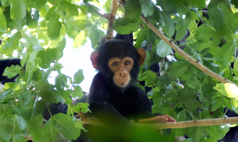A baby chimpanzee in a tree