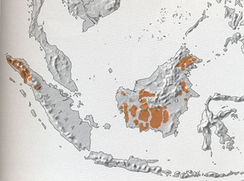 A map highlighting orangutan habitats, mostly in Borneo