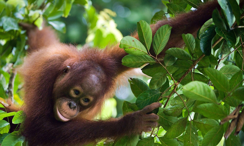 A baby orangutan in a tree