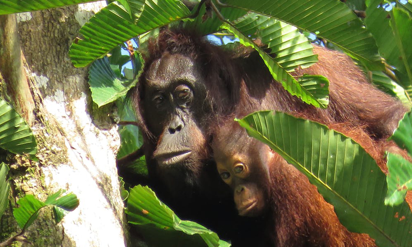 Adult and child orangutans in a tree