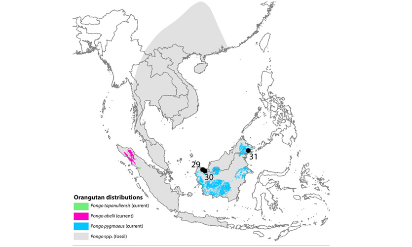 A map illustrating orangutan population distributions