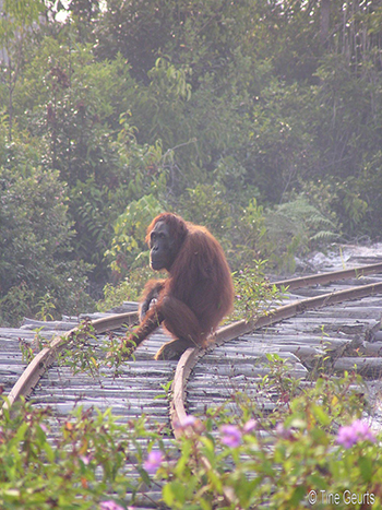 An orangutan sitting on a railway track