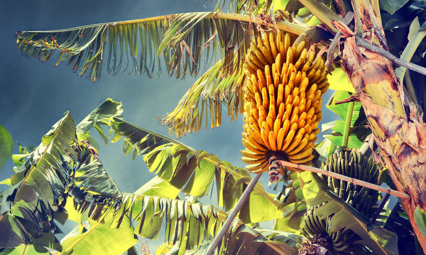 A large bunch of bananas on a tree in Madeira