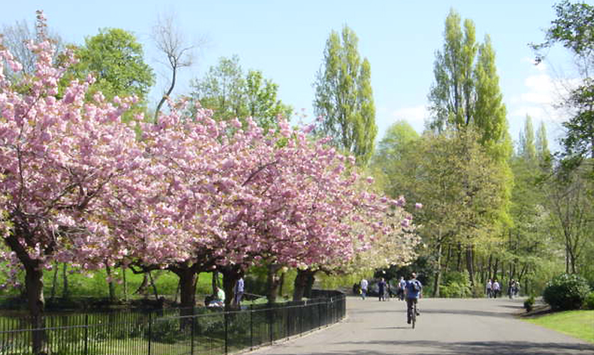 Blossom trees in a public park