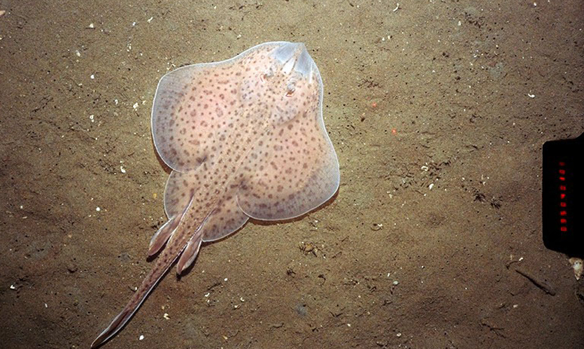 A skate on the bottom of the sea