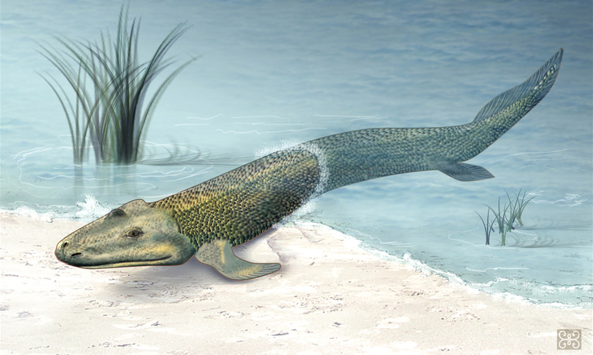 Artist's impression of an ancient transitional fish emerging from water onto land