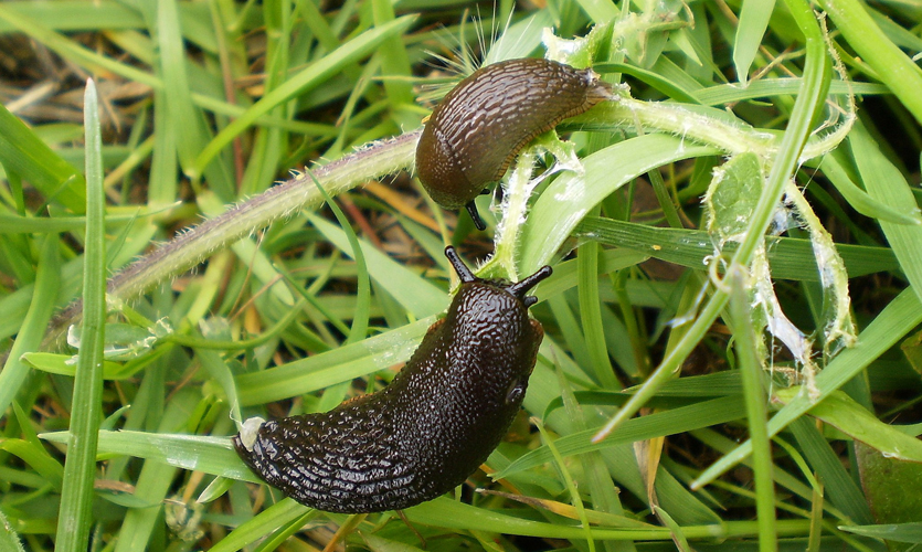 Two slugs on a plant