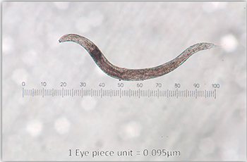 The P hermaphrodita parasite with scale for size comparison
