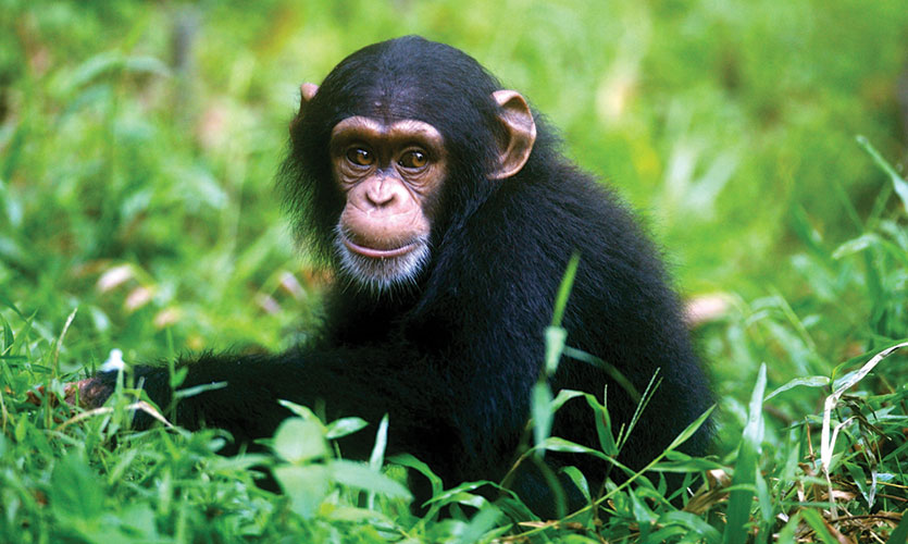 Chimpanzees differ in their grooming habits and the use of tools.