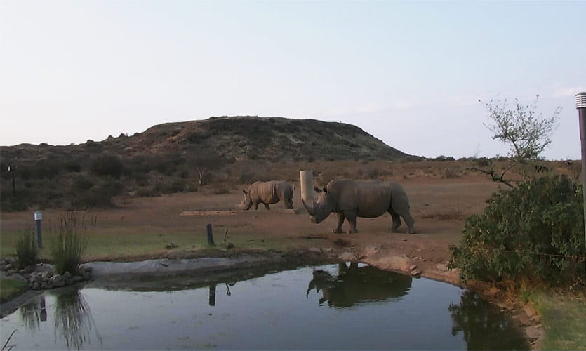 Visible image of rhinos in South Africa: astro-ecology