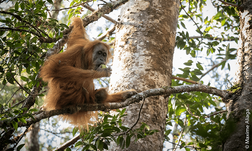 Tapanuli orangutan in a tree eating fruit