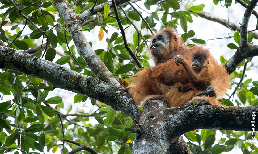 Image of a Tapanuli orangutan mother and baby in a tree