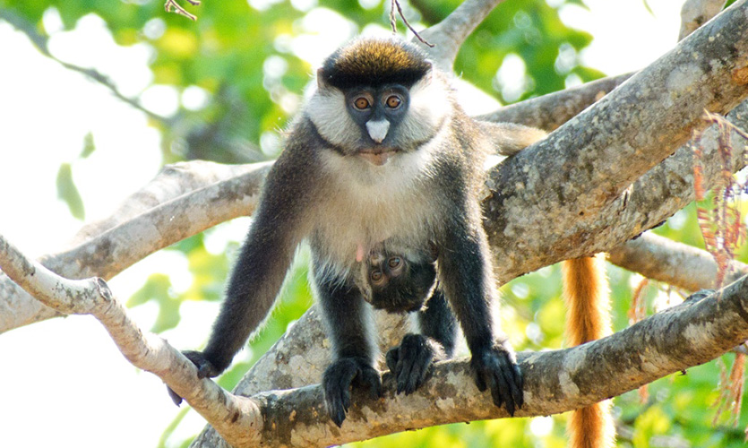 Red-tailed monkey, Issa Valley (GMERC/Ed McLester)