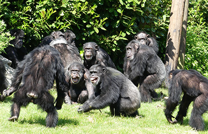 Nicola Koyama – challenging the old order: Shifting alliances in chimpanzee politics
