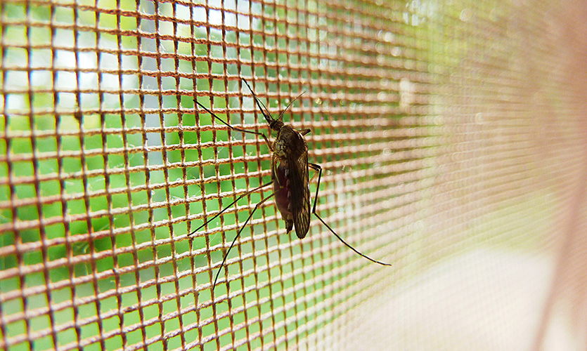 Mosquito in net