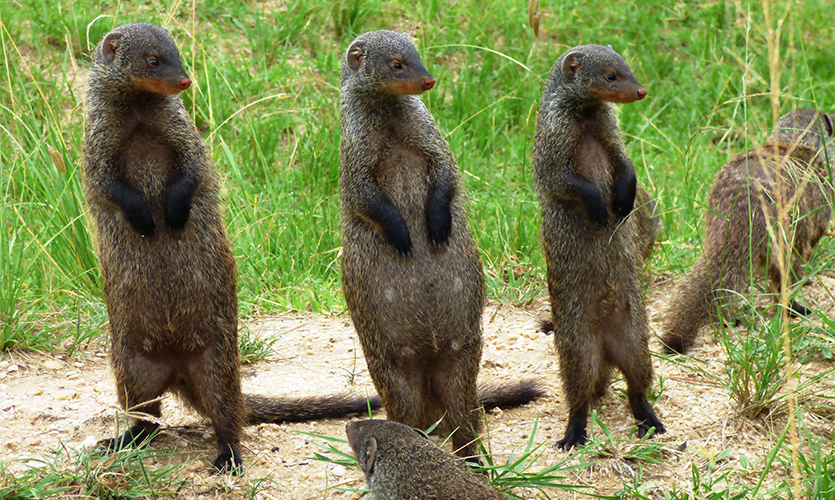 Image of 3 banded mongooses standing on their hind legs