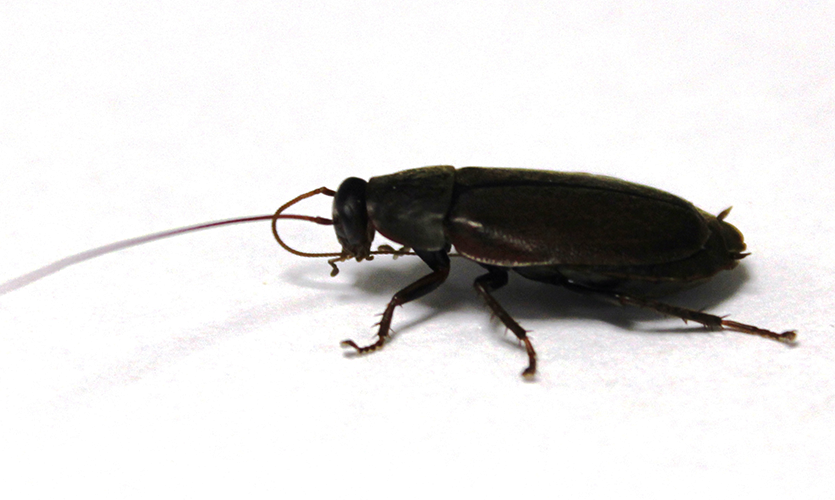 Image of a cockroach against a white background