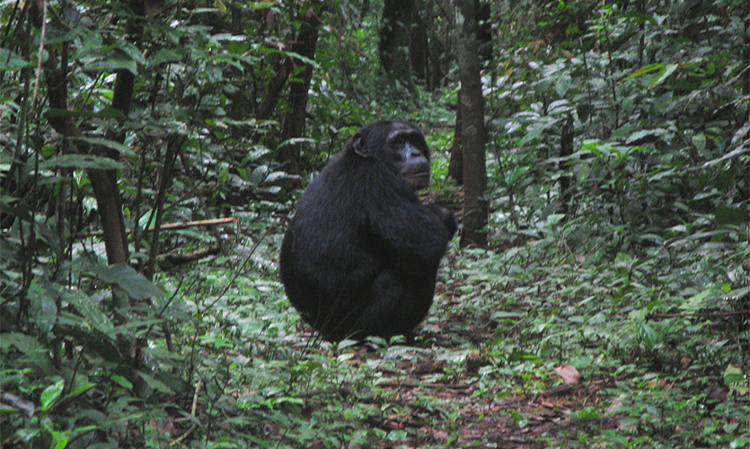 Image of one of the chimpanzees from Budongo forest