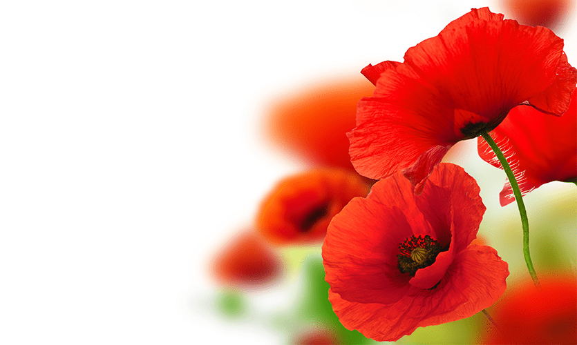 Poppies against a white background