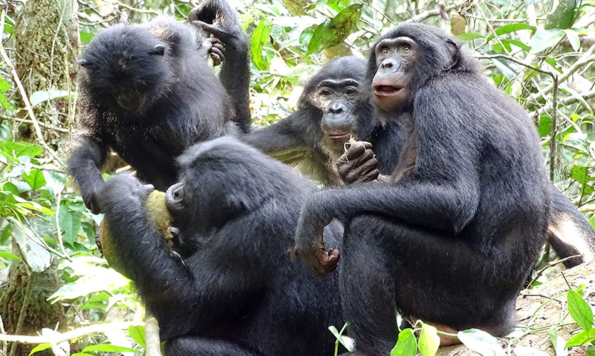 Bonobos share and share alike