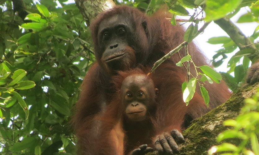 Orangutans - rethinking the orangutan
