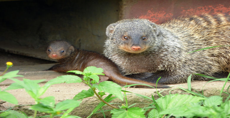 Banded Mongoose and two week old pup 
