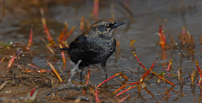 Image of a rusty blackbird in the wild