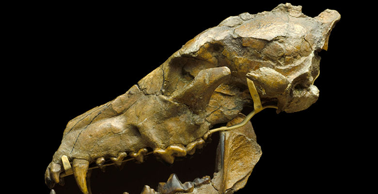Image of fossil dog skull
