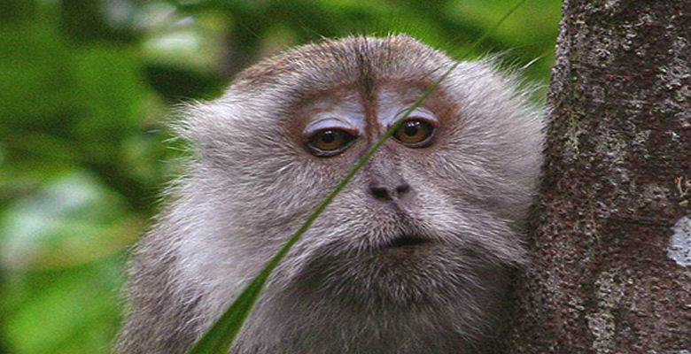 macaque 
