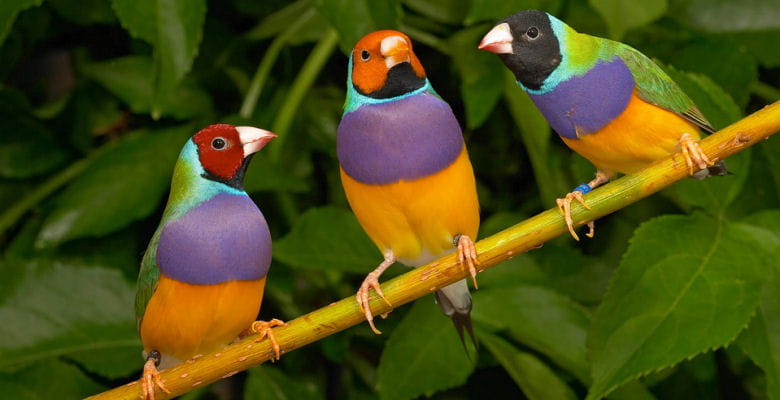 Image of 3 colourful gouldian birds on a branch