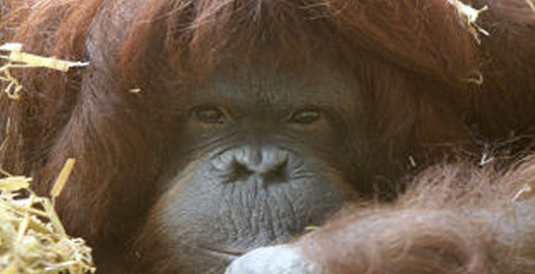 Image of primate orangutan