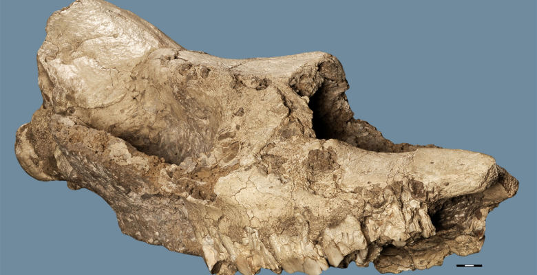 Image of fossil bone