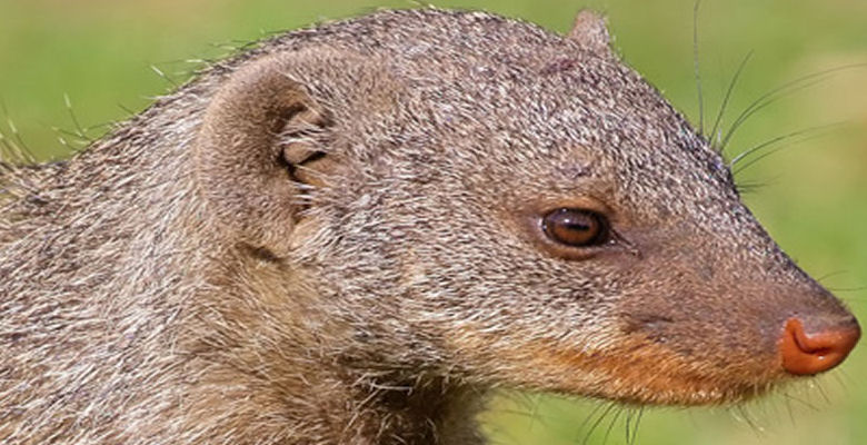 Image of mongoose