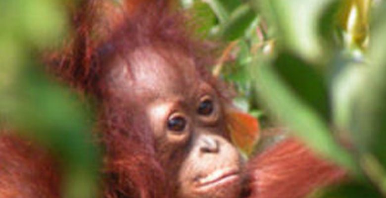 Image of orangutan in tree